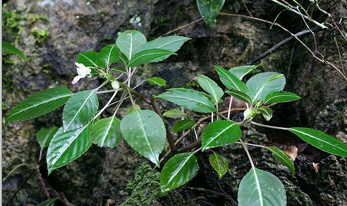 Impatiens verrucifer